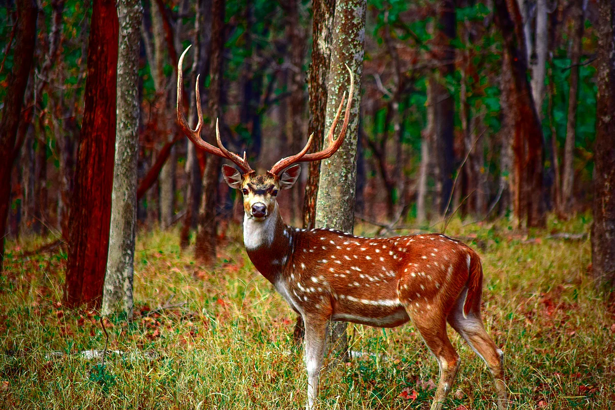 PENCH National Park