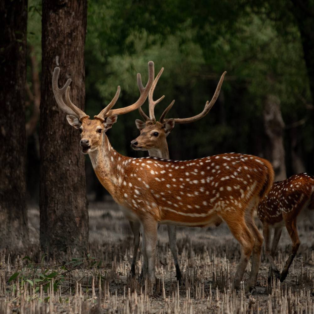 PENCH National Park