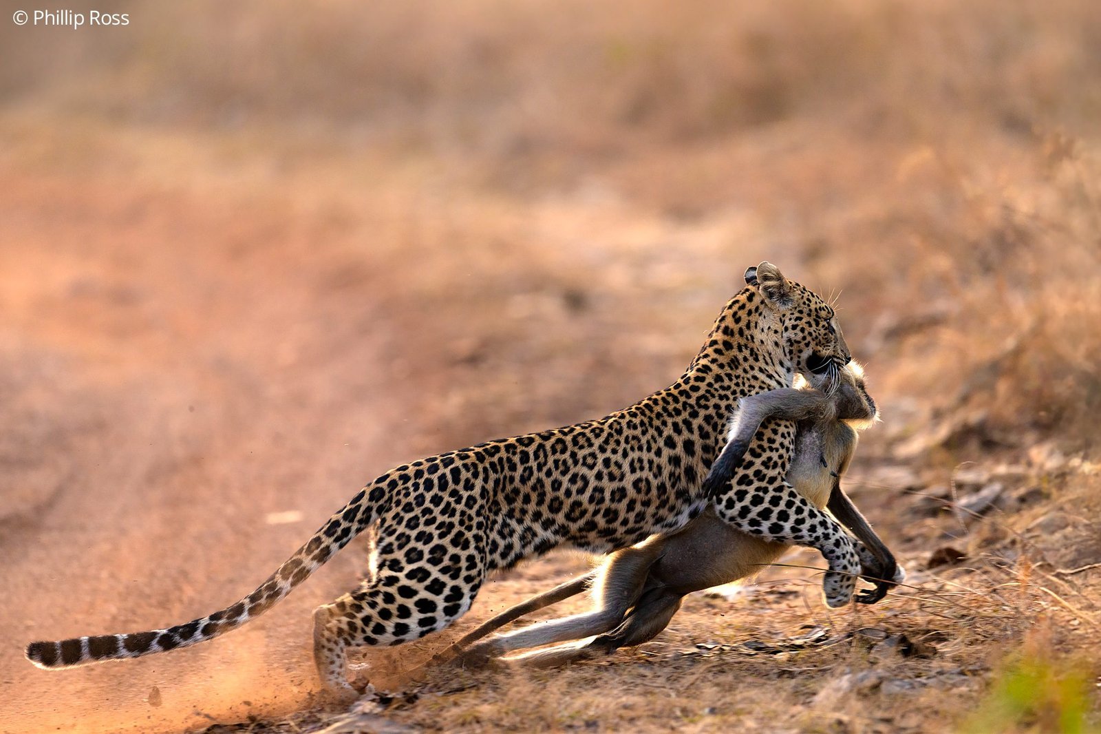 Bandhavgarh Tiger Reserve