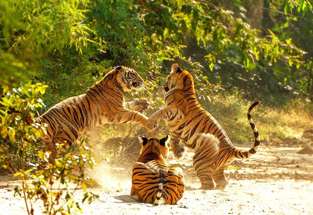 Bandhavgarh Tiger Reserve