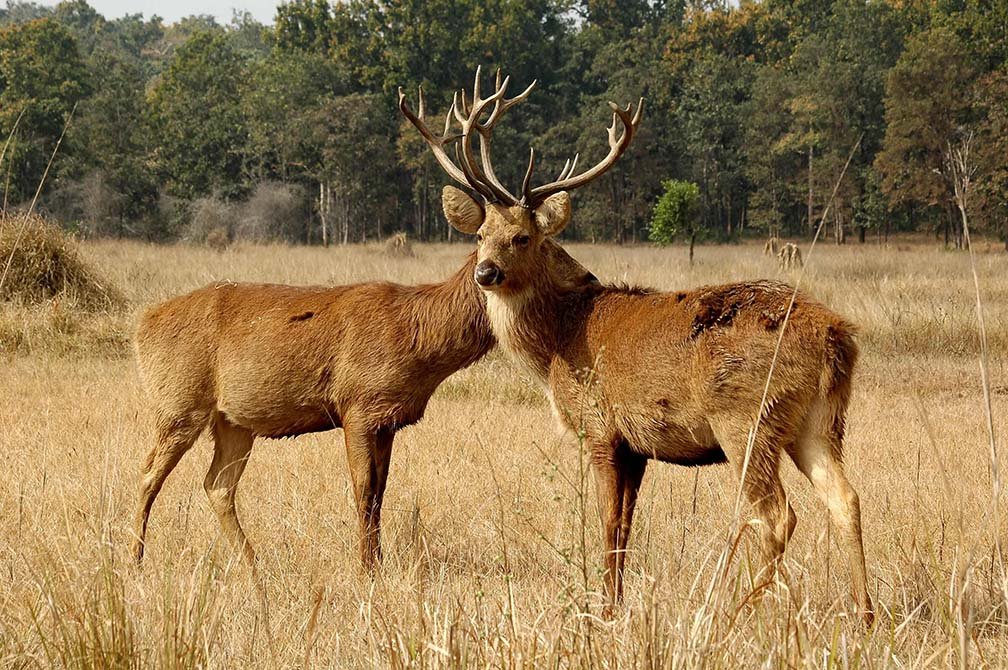 KANHA NATIONAL PARK