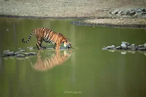 TADOBA Tiger Reserve