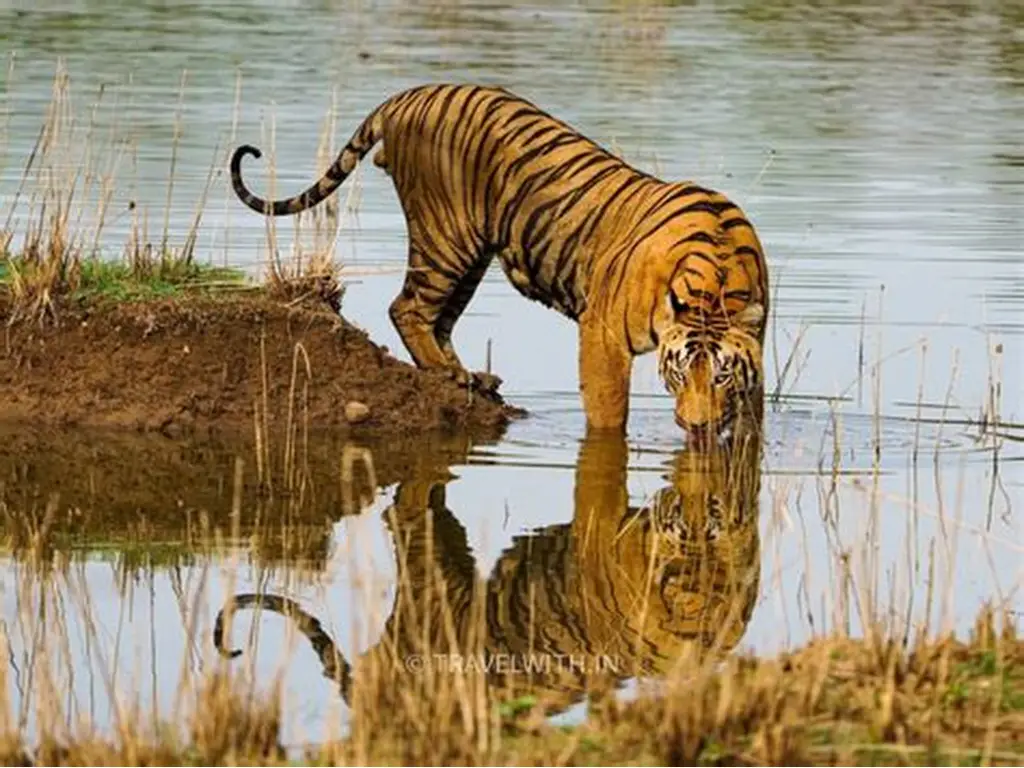 TADOBA Tiger Reserve